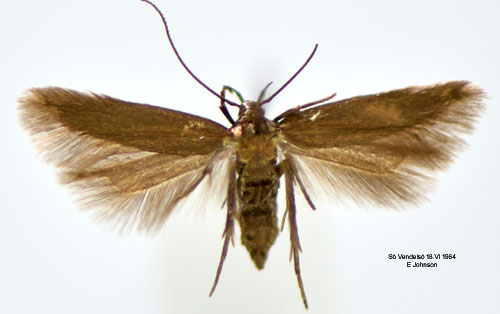 Enfärgad dystermal Oxypteryx unicolorella
