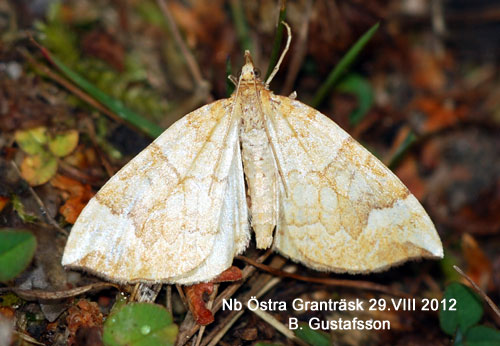 Bl�b�rsparkm�tare Eulithis populata