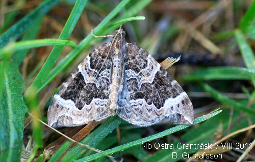 Vitbrokig parkm�tare Eulithis prunata