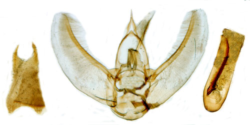 Strre grankottmtare Eupithecia abietaria
