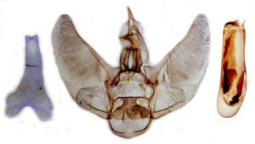 Absintmalmtare Eupithecia absinthiata