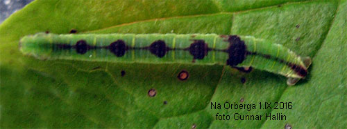 Paddbärsmalmätare Eupithecia actaeata