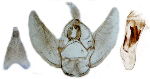 Humlemalmtare Eupithecia assimilata