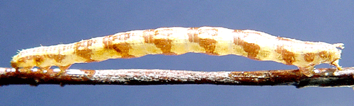 Klintmalm�tare Eupithecia centaureata