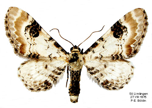 Klintmalmätare Eupithecia centaureata
