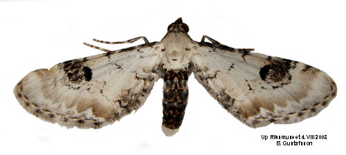 Klintmalmätare Eupithecia centaureata