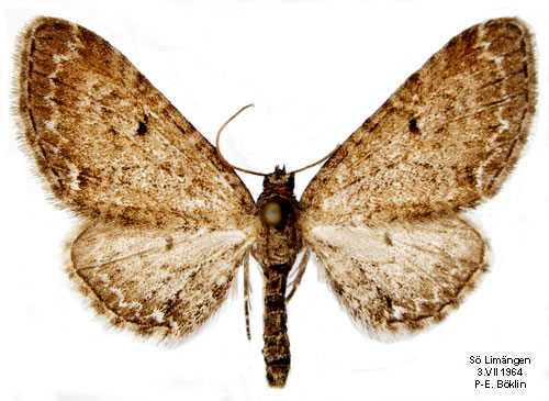 Blåklockemalmätare Eupithecia denotata
