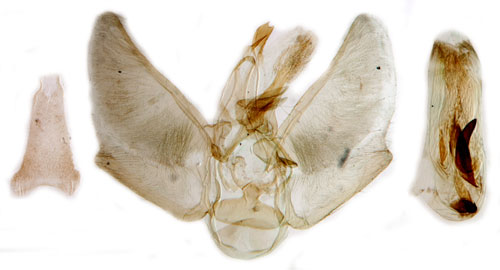 Blklockemalmtare Eupithecia denotata