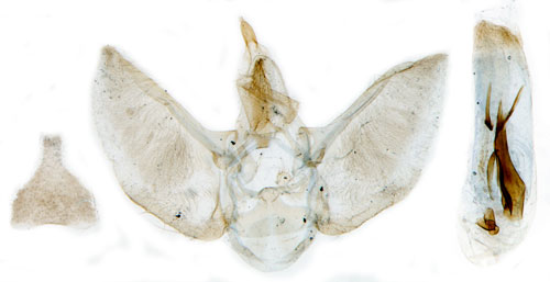 Ekmalmtare Eupithecia dodoneata