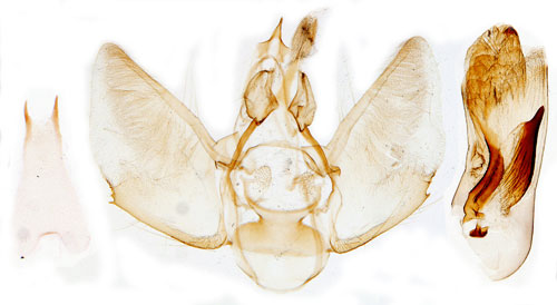 Lindmalmtare Eupithecia egenaria
