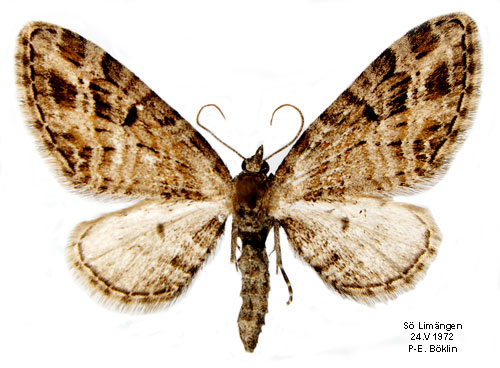 Rönnmalmätare Eupithecia exiguata
