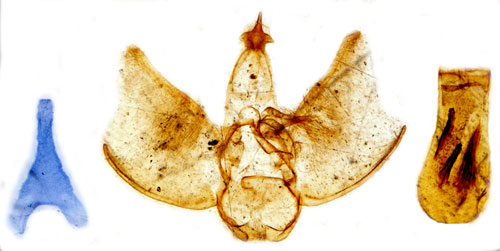 Rnnmalmtare Eupithecia exiguata