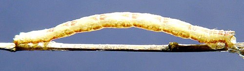 R�nnmalm�tare Eupithecia exiguata