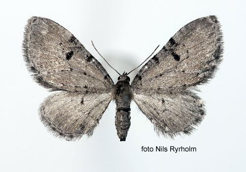Blek malmätare Eupithecia expallidata
