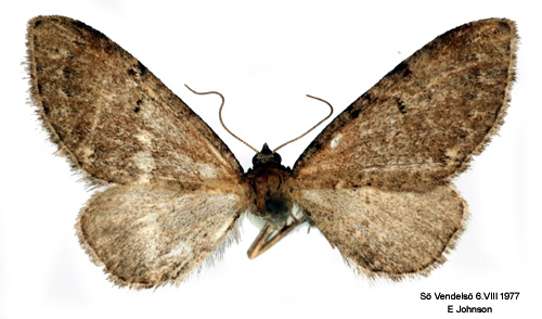 Spenslig malmätare Eupithecia goossensiata