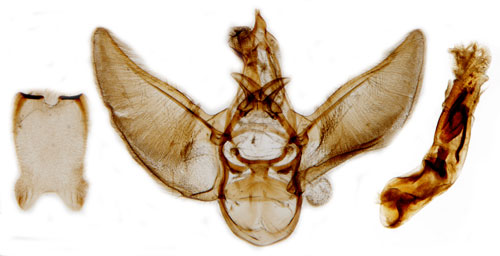 Rllekemalmtare Eupithecia icterata