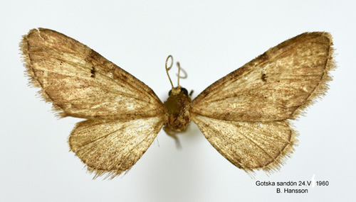 Tallmalmätare Eupithecia indigata