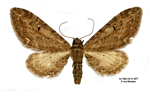 Malörtsmalmätare Eupithecia innotata