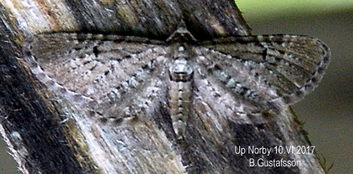 Grå enmalmätare Eupithecia intricata