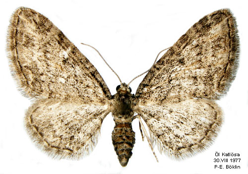 Lönnmalmätare Eupithecia inturbata