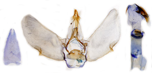 Lrkmalmtare Eupithecia lariciata