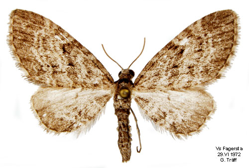 Lärkmalmätare Eupithecia lariciata