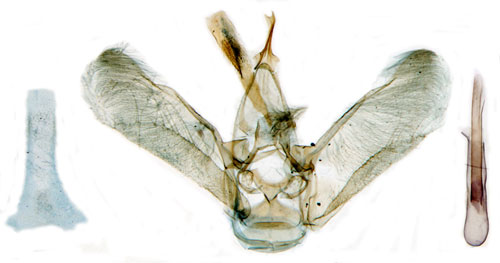 Linariamalmtare Eupithecia linariata