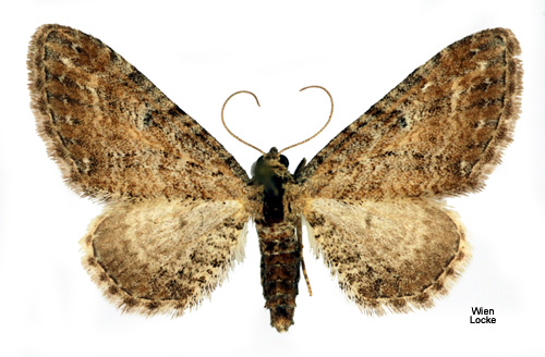 Backmalmätare Eupithecia millefoliata