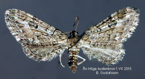 Ljungmalmätare Eupithecia nanata