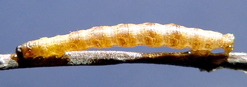 Ljungmalm�tare Eupithecia nanata