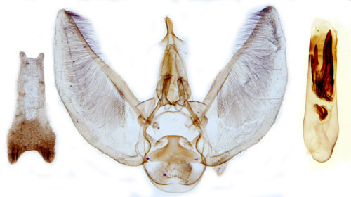 Dyster malmtare Eupithecia orphnata