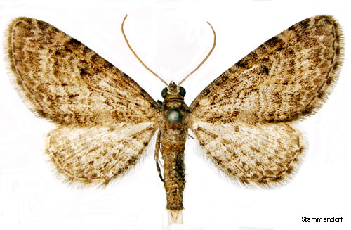 Alvarmalmätare Eupithecia orphnata