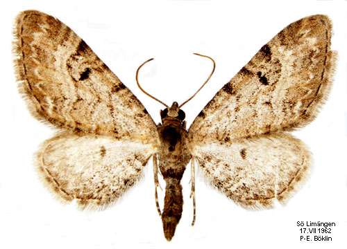 Backanismalmätare Eupithecia pimpinellata