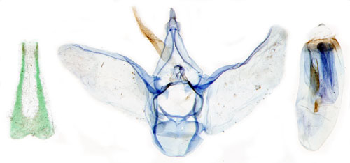 Kovallmalmtare Eupithecia plumbeolata