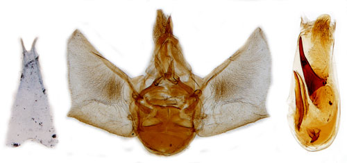 Enmalmtare Eupithecia pusillata