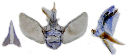 Dvrgmalmtare Eupithecia pygmaeata