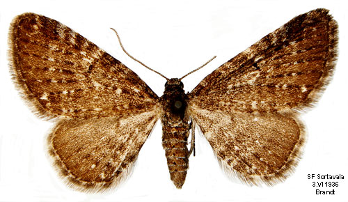 Dvärgmalmätare Eupithecia pygmaeata