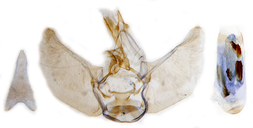 Tistelmalmtare Eupithecia satyrata