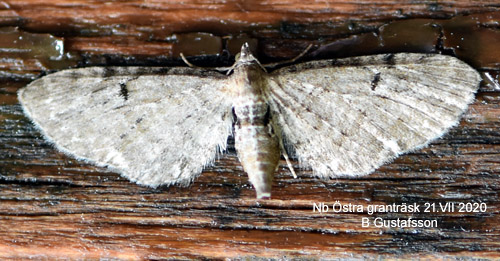 Hallonmalmätare Eupithecia subfuscata