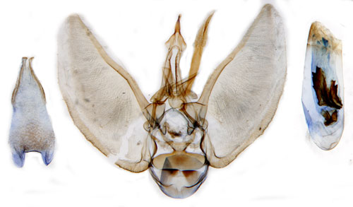 ngsmalmtare Eupithecia subumbrata