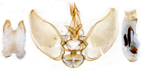 Grbomalmtare Eupithecia succenturiata
