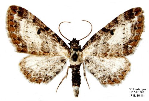 Gråbomalmätare Eupithecia succenturiata