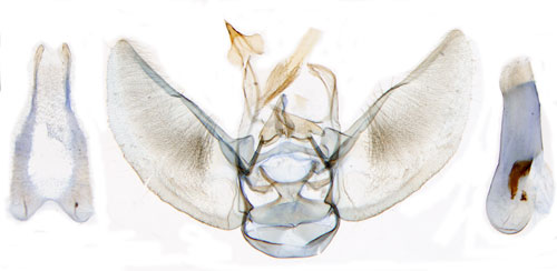 Pilmalmtare Eupithecia tenuiata