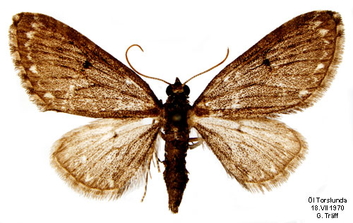 Björnflokemalmätare Eupithecia tripunctaria
