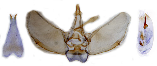 Bjrnflokemalmtare Eupithecia tripunctaria