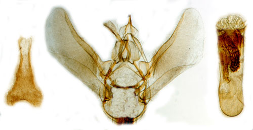 Spenrtsmalmtare Eupithecia trisignaria