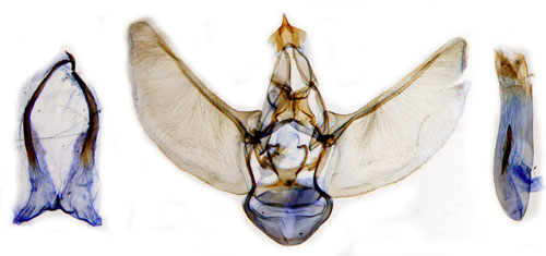 Glimmalmtare Eupithecia venosata