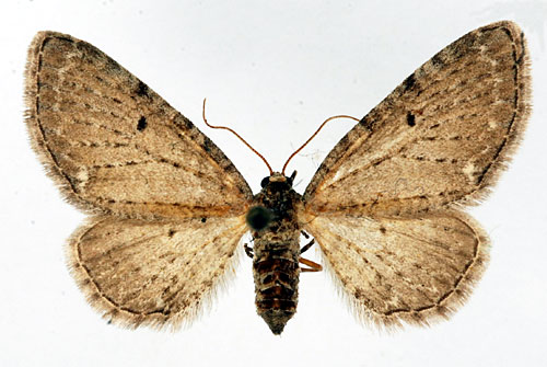 Nysrotsmalmätare Eupithecia veratraria