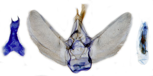 Gullrismalmtare Eupithecia virgaureata