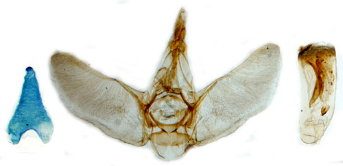 Allmn malmtare Eupithecia vulgata
